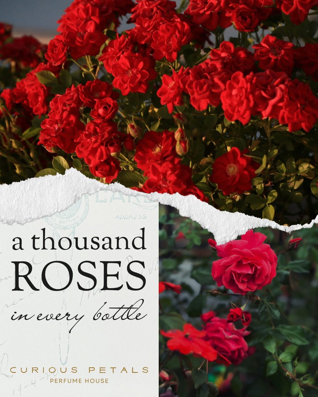 how many roses in one drop of rose absolute