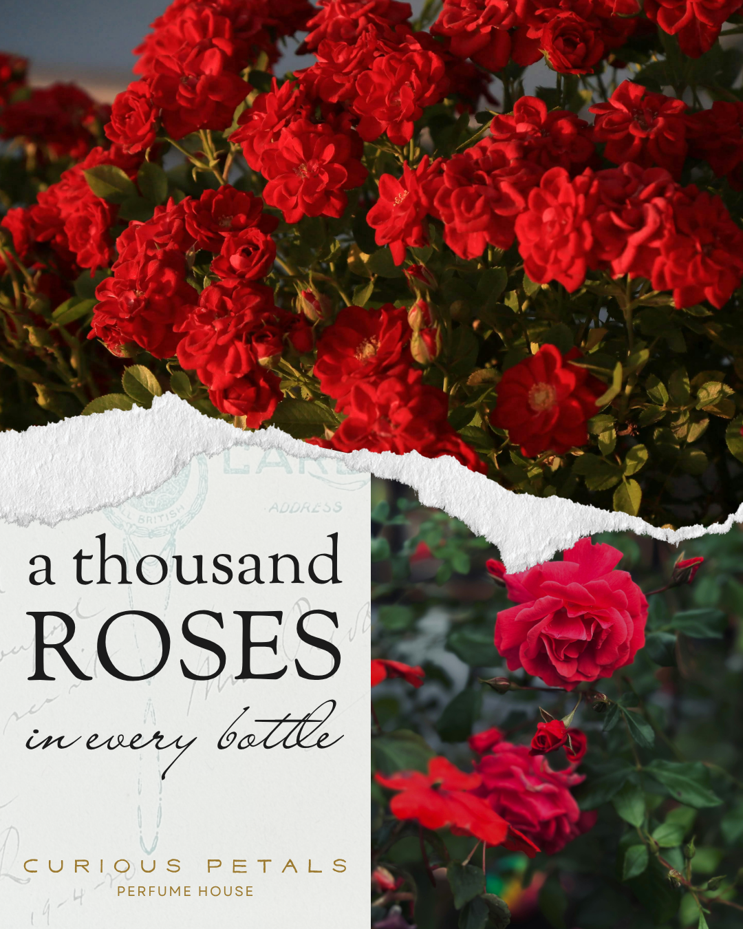 how many roses in one drop of rose absolute