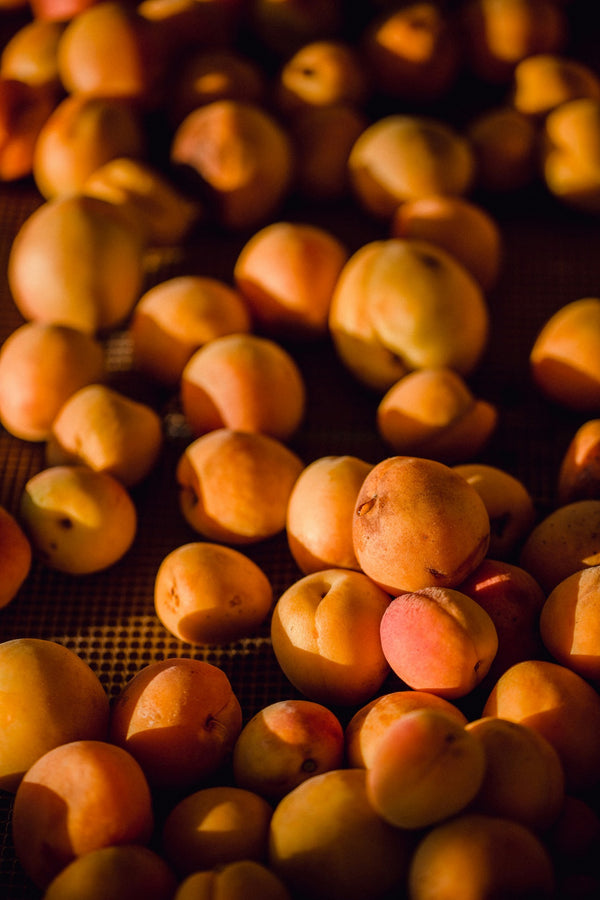 Apricot