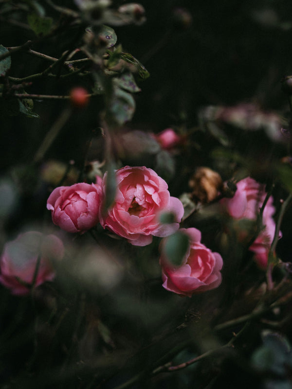 Rose Absolute