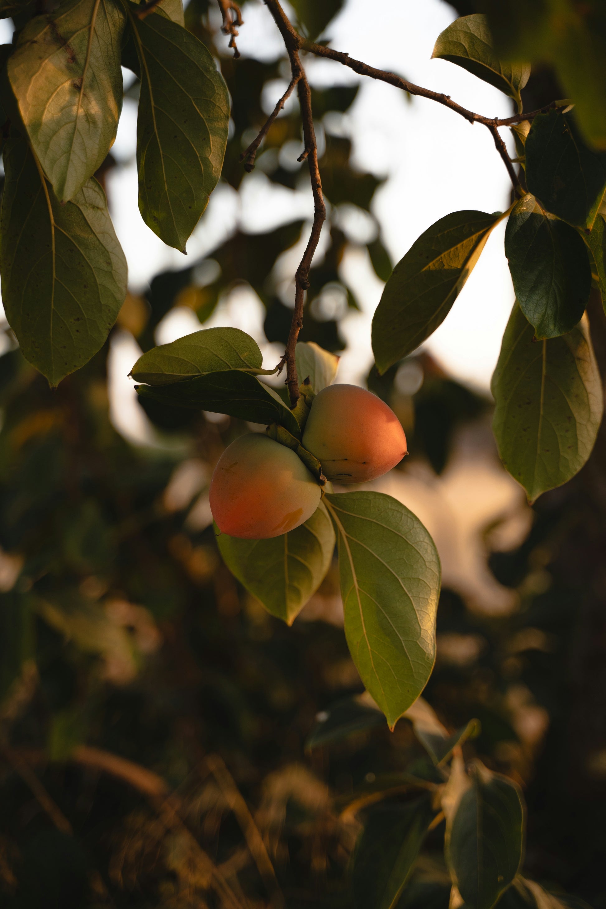 an apricot fruit in a tree
