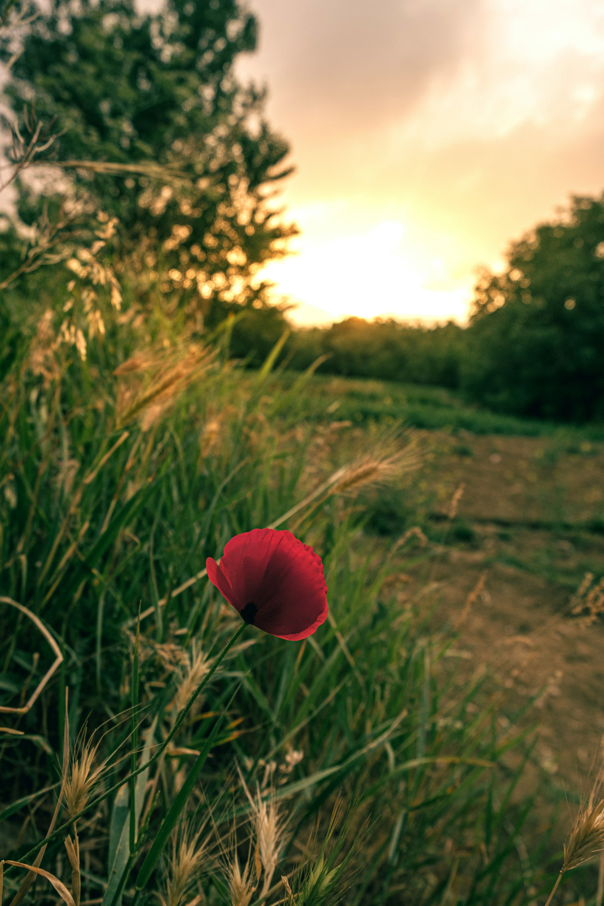a red flower at sunset